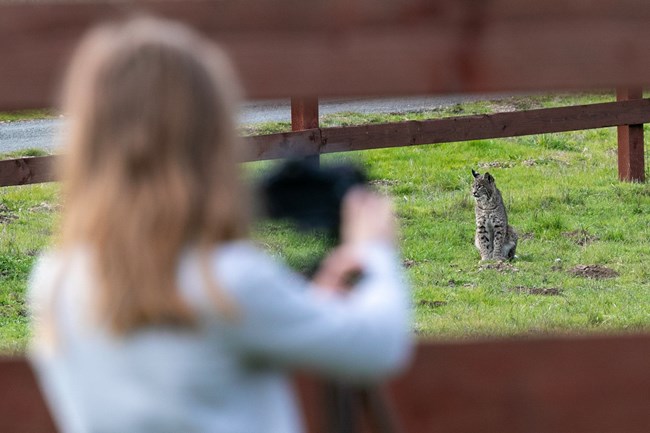 A young girl photographs a bobcat in a grassy field.