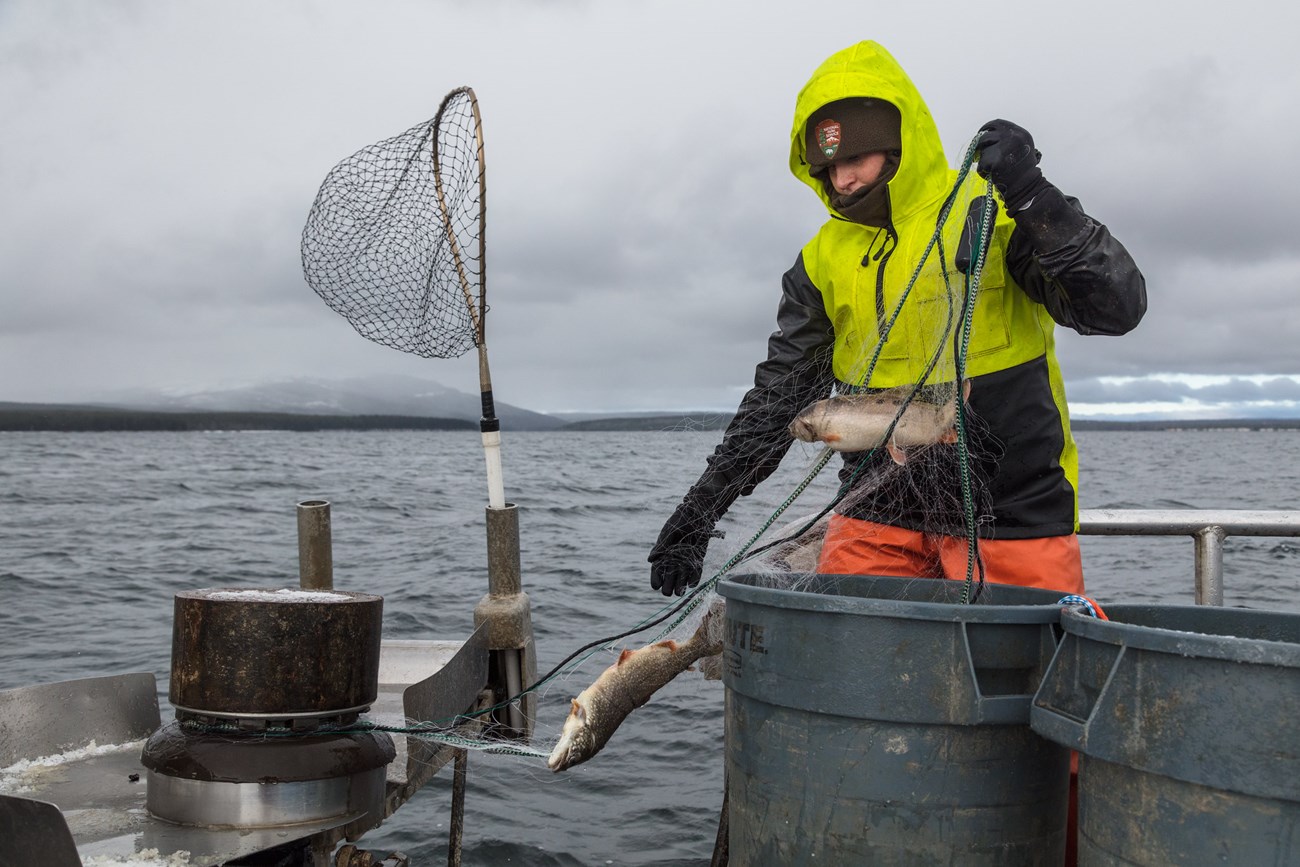 An NPS fisherman pulls a net with two lake trout in it out of Yellowstone Lake