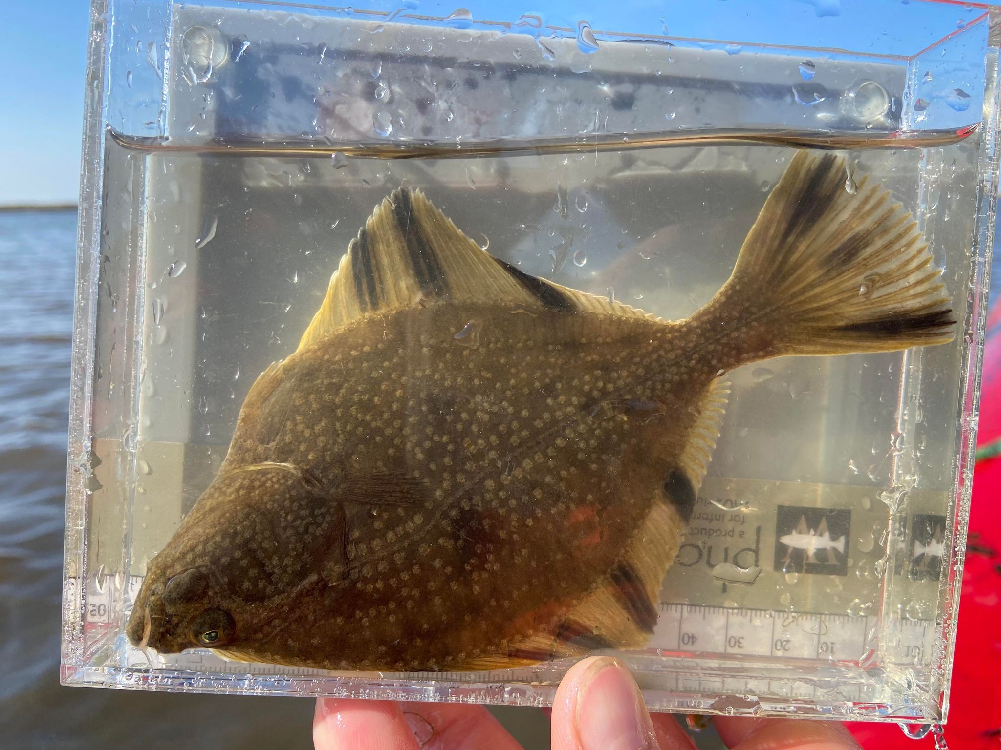 a flat almost diamond shaped brown speckled fish is held in a plexiglass container for meauring