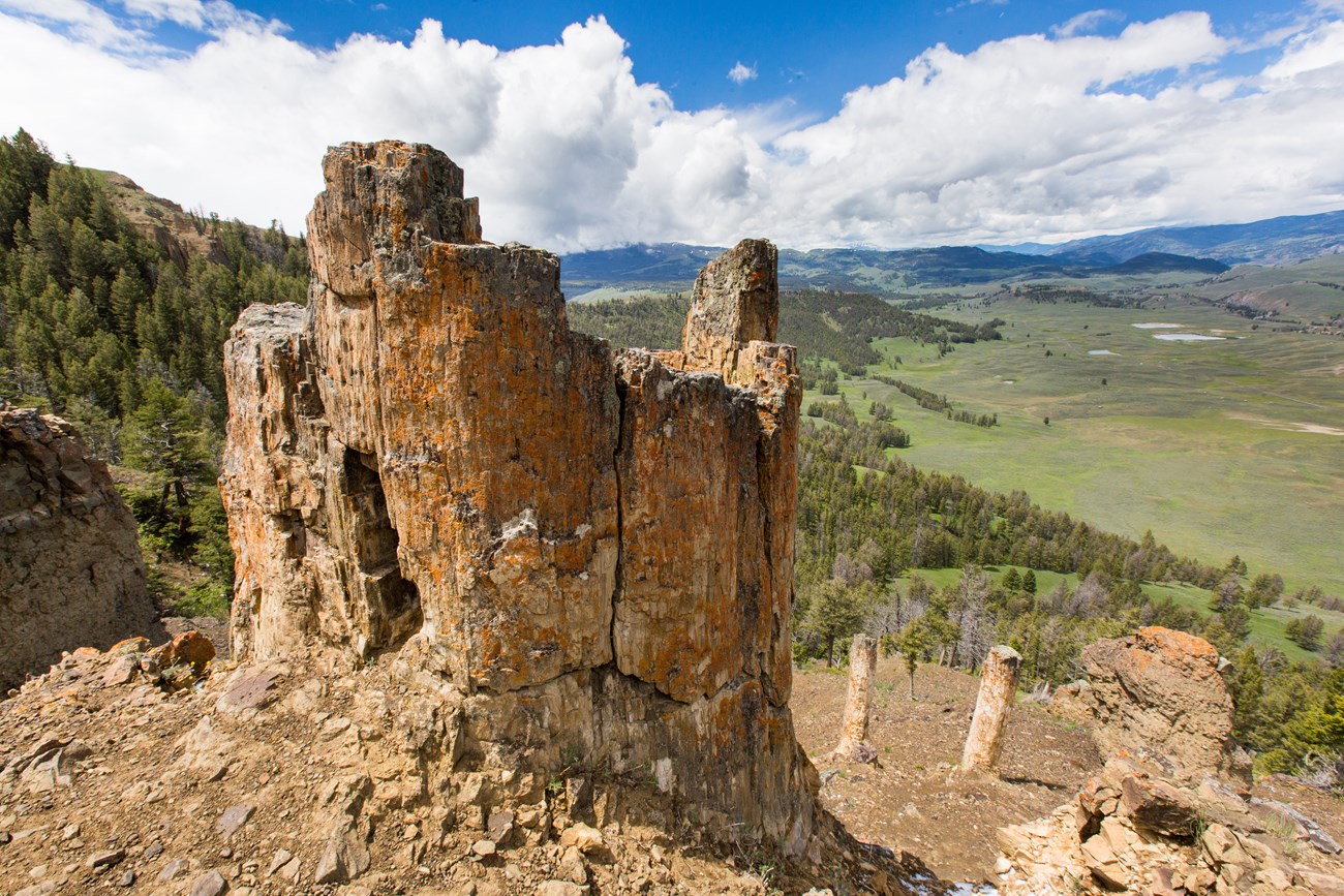 Photo of fossil tree stumps