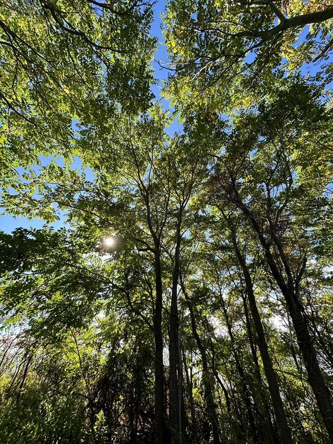looking up at tall spindle trees with oval leaves.