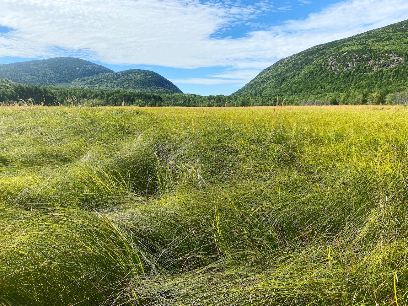 Expansive, vibrant green meadow backed by rounded mountains.