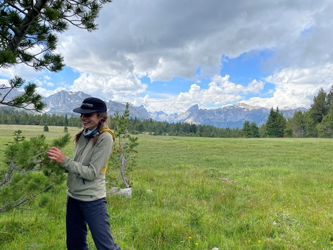 Technician examines the branch of a whitebark pine tree with high mountains in the background.