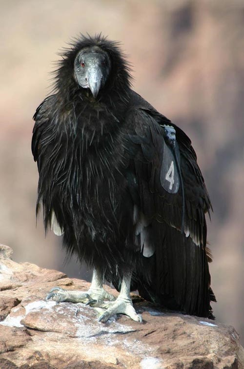 All black California Condor is perched with its wings folded in on a tan colored rock.