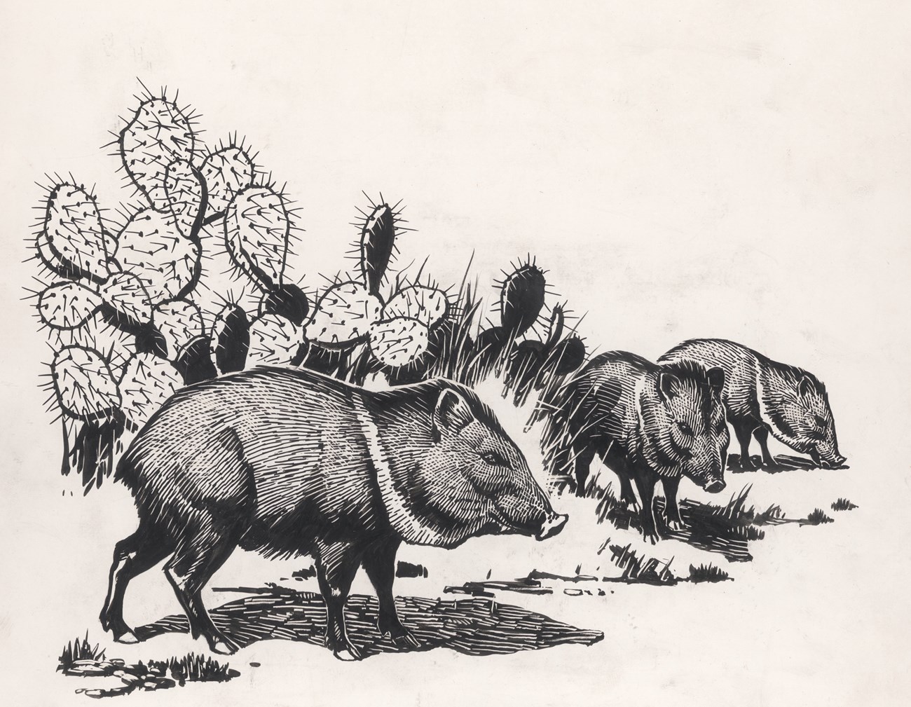 Pen-and-ink drawing of three peccary and a cactus