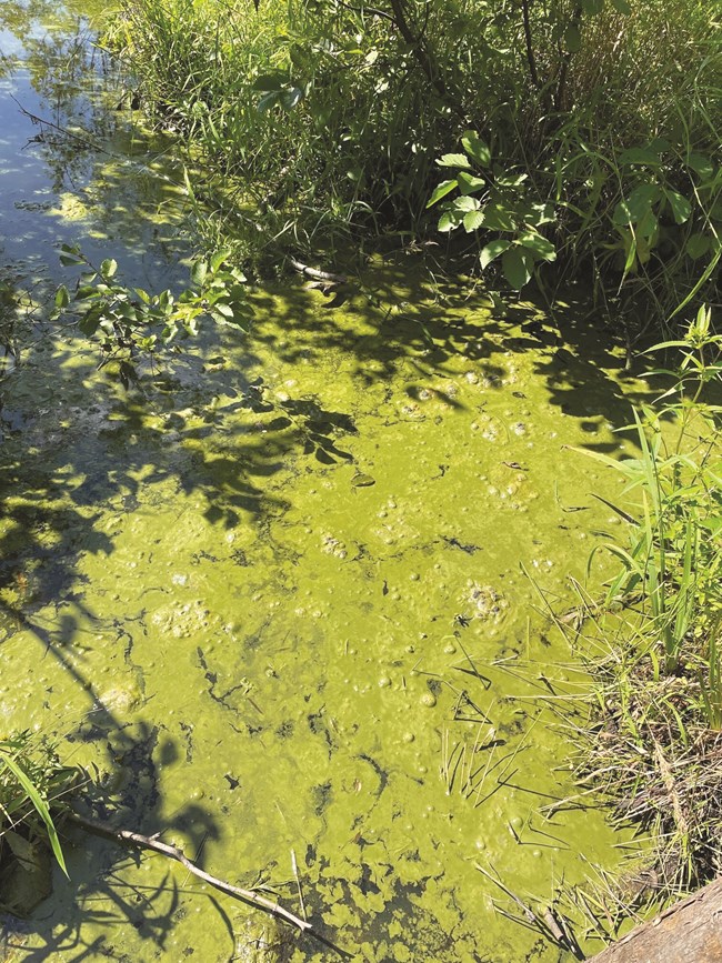 A mat of green slime covers the surface of a lake.