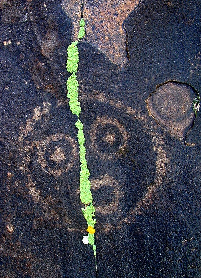 Green lichen regrow over a petroglyph at Petrified Forest National Park. NPS photo.