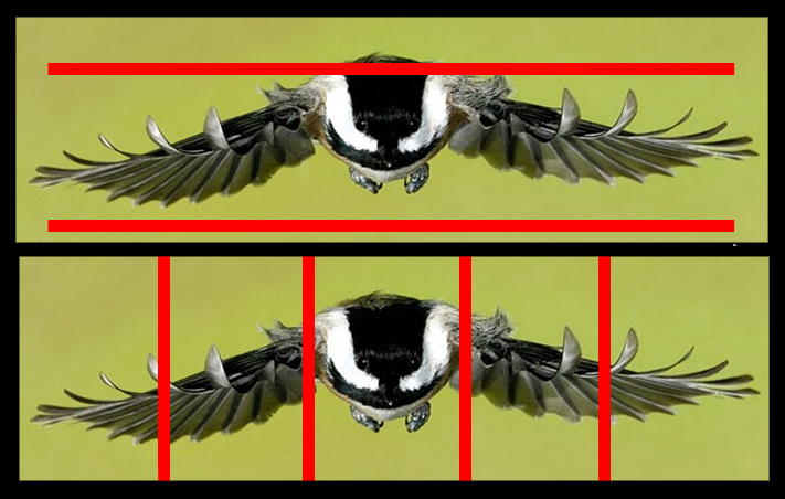 Two identical chickadee in flight illustrations, one with horizontal red lines 2 inches apart, which the tiny bird doesn't quite fit through, and the other with vertical 2" spaced red lines which the bird definitely couldn't fit through.