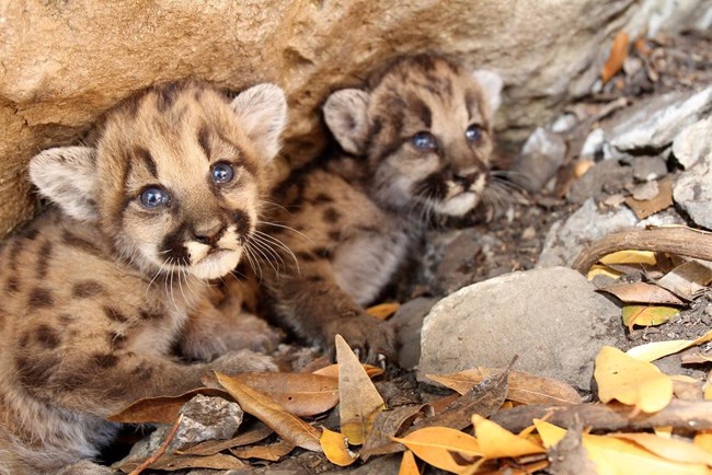 two small mountain lion kittens huddled beneath a rock