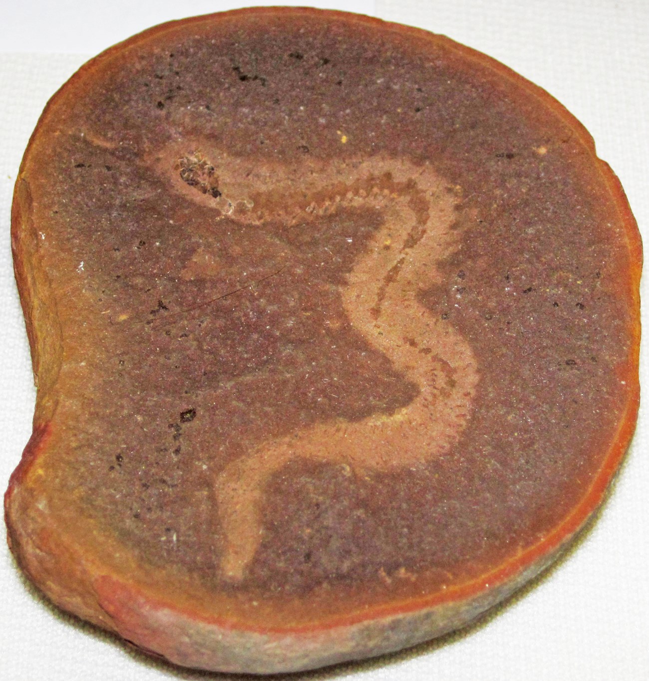 Photo of a worm fossil