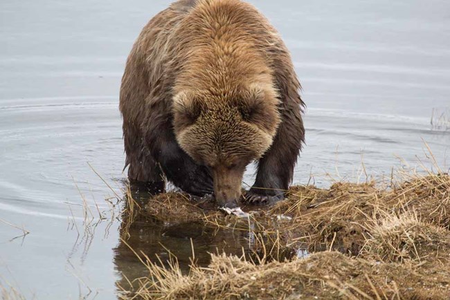 A bear eats a salmon on the river bank.