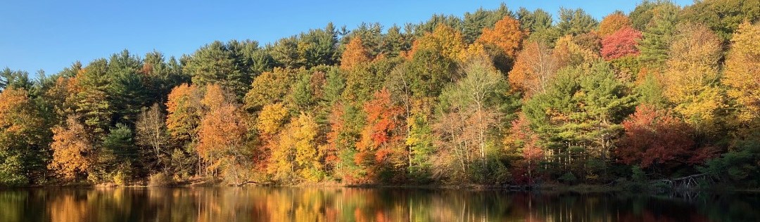Fall foliage reflected in in still water along the edge of the river.