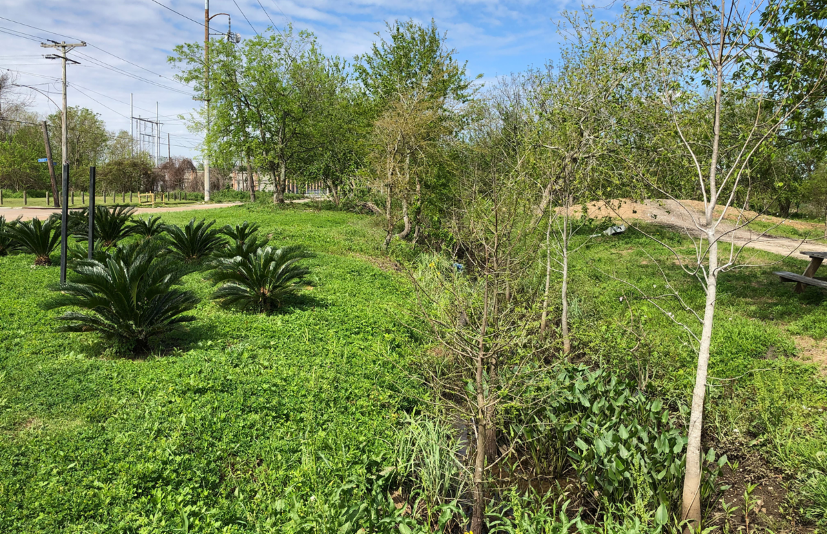 Shrubs, trees and bushes at Sankofa Wetland Park