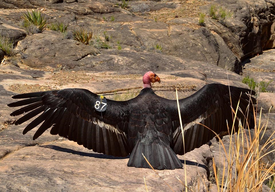 A black colored California Condor sits with its back towards us, wings spread out, with a visible numbered tag on its wing.