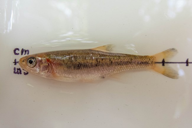 A small tan fish laying on its side with a horizontal black stripe and a red spot near its gills.