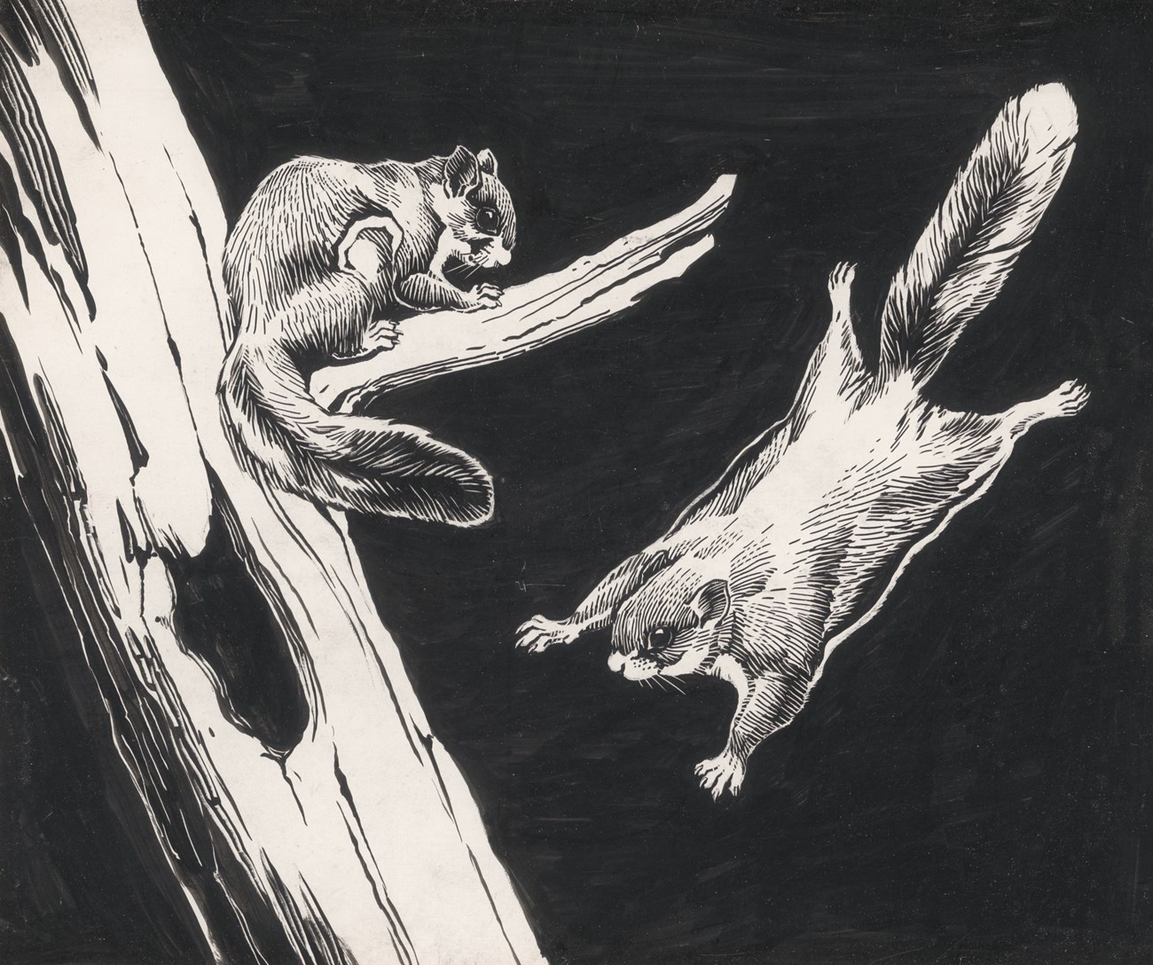 Pen-and-ink drawing of a flying squirrel