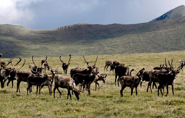 A group of caribou eating on the tundra.