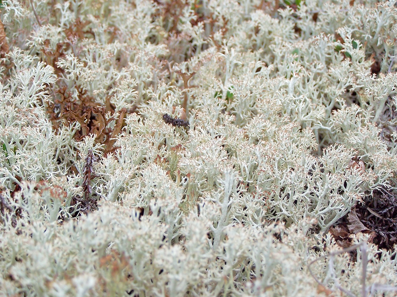 Close-up of a patch of greenish white lichens, looking like miniature trees with tiny brown spots at the tips of their branches.