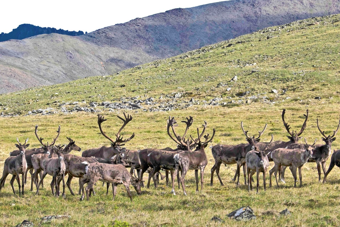 Part of a caribou herd, with many animals having impressive antlers, on an alpine tundra landscape.