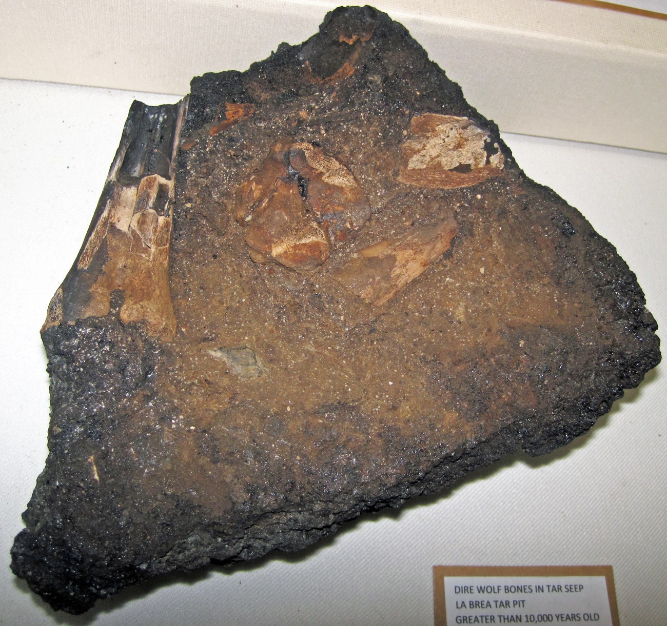 photo of a rock with fossil bones imbedded