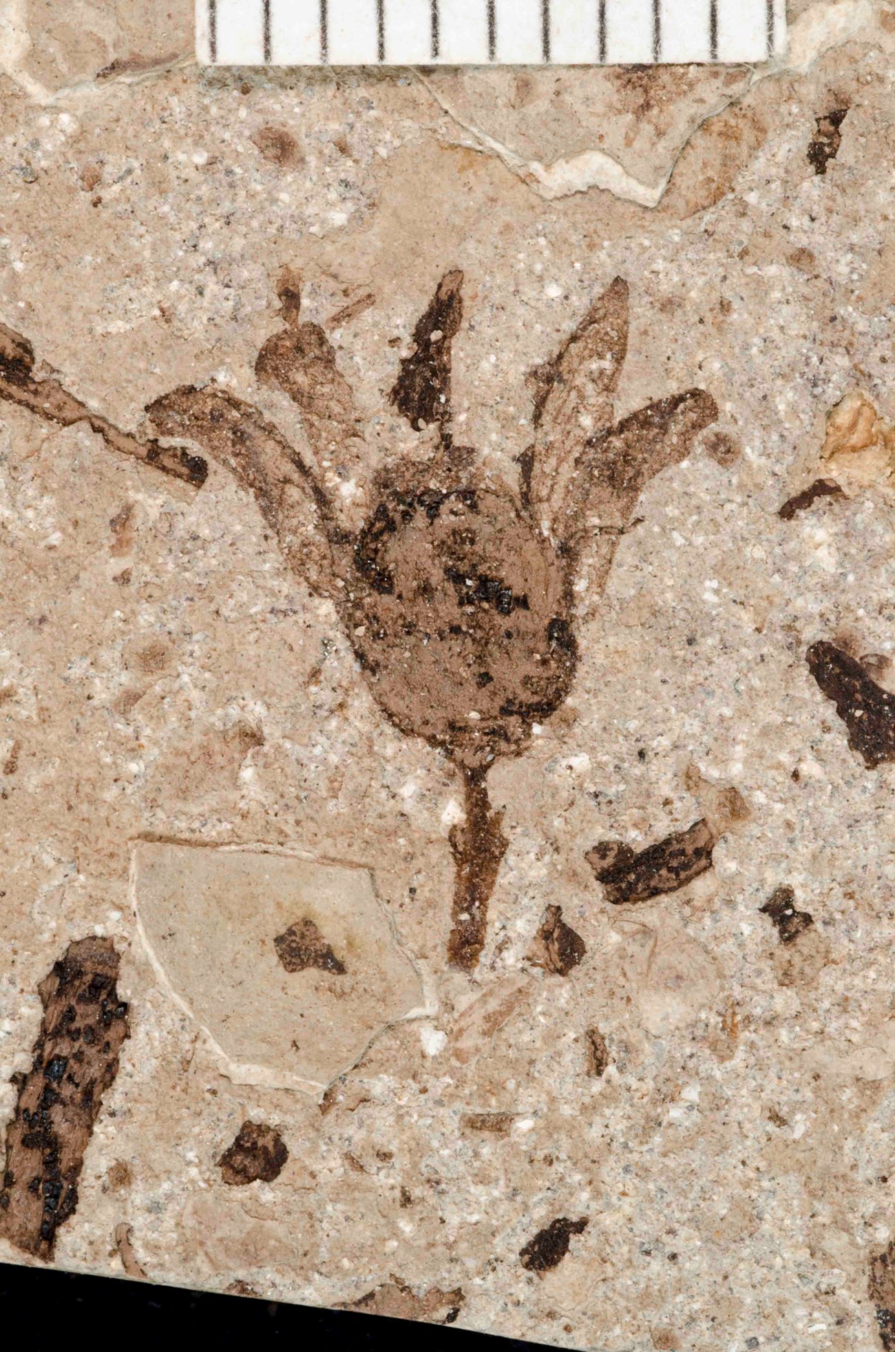 Photo of fossil flower.