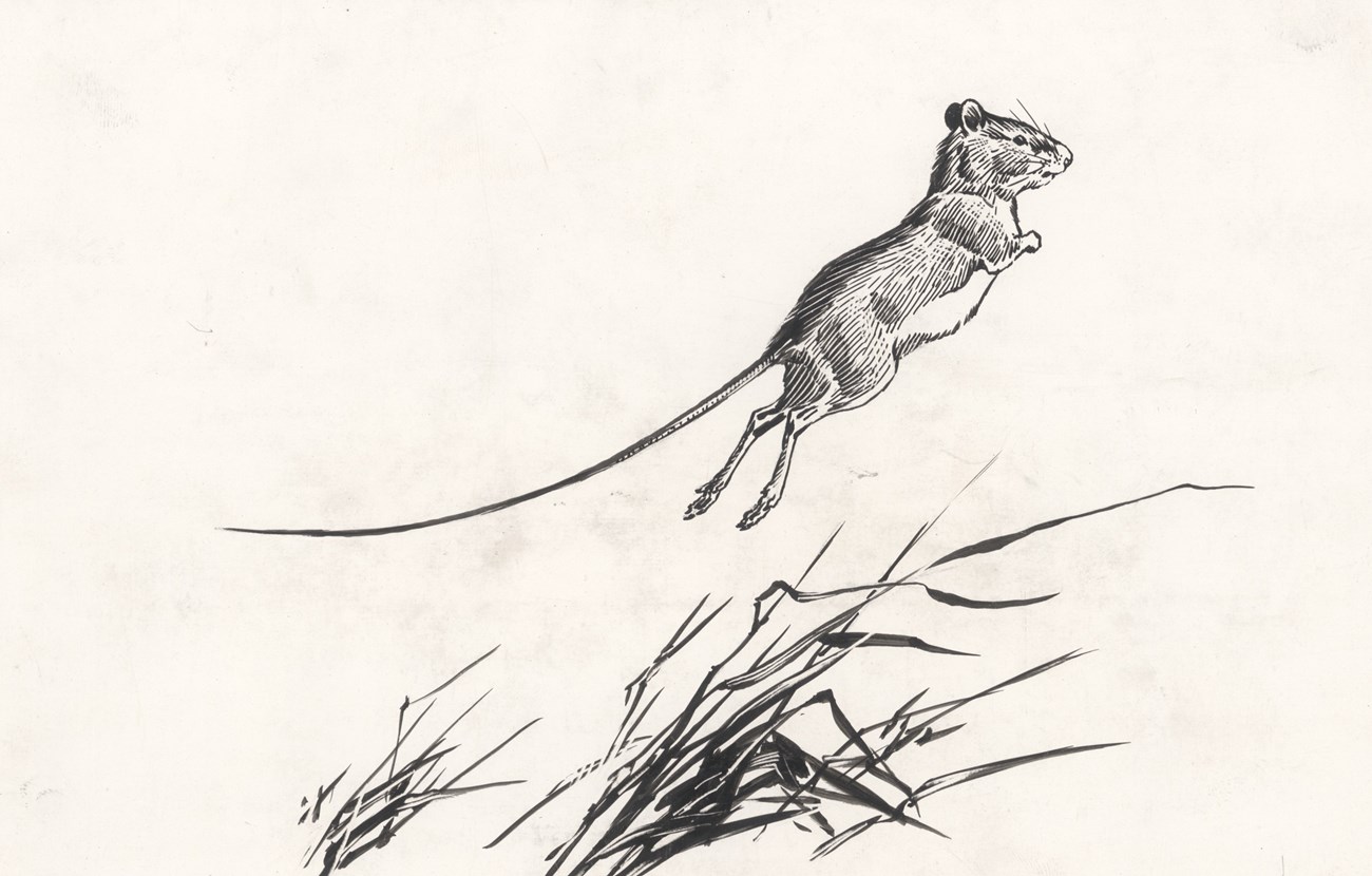 Pen-and-ink drawing of a jumping mouse