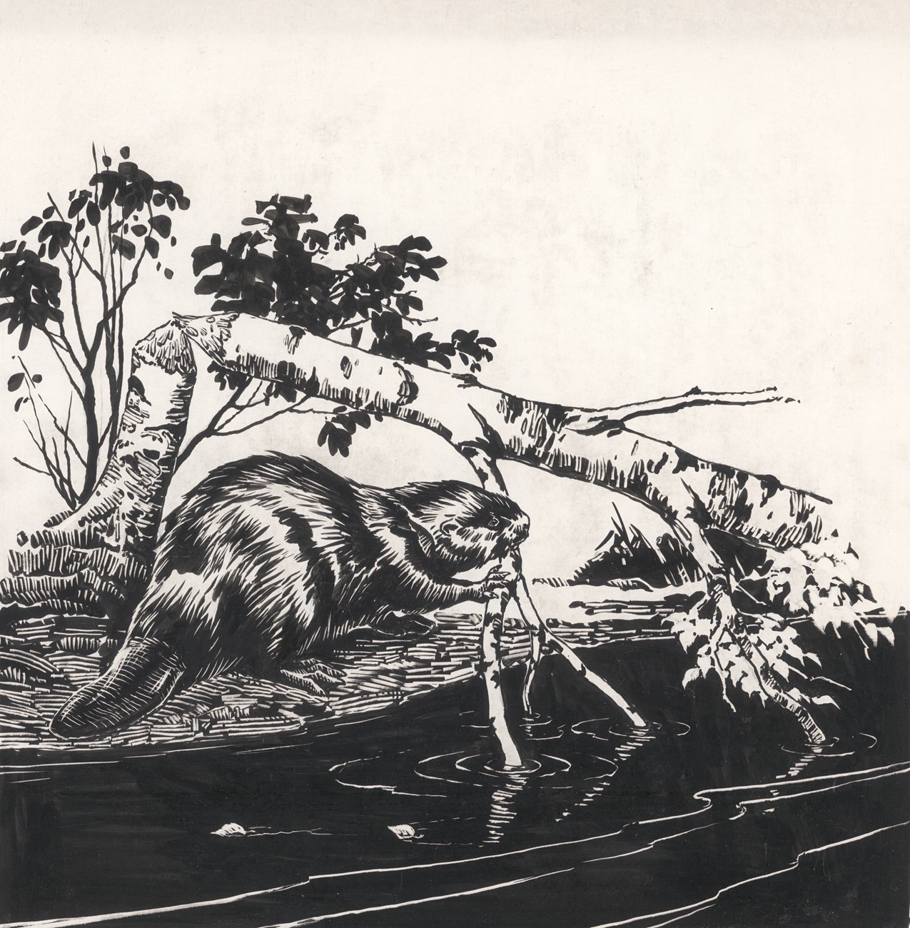 Pen-and-ink drawing of a beaver felling a tree