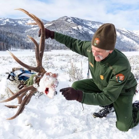 a park biologist holding up an elk skull