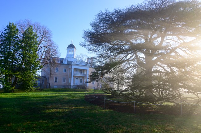 Cedar of Lebanon at Hampton in fog
