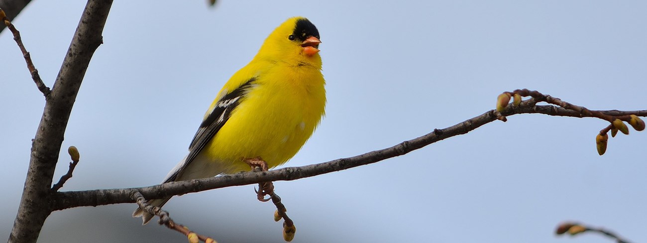 Small yellow bird perched on a limb.