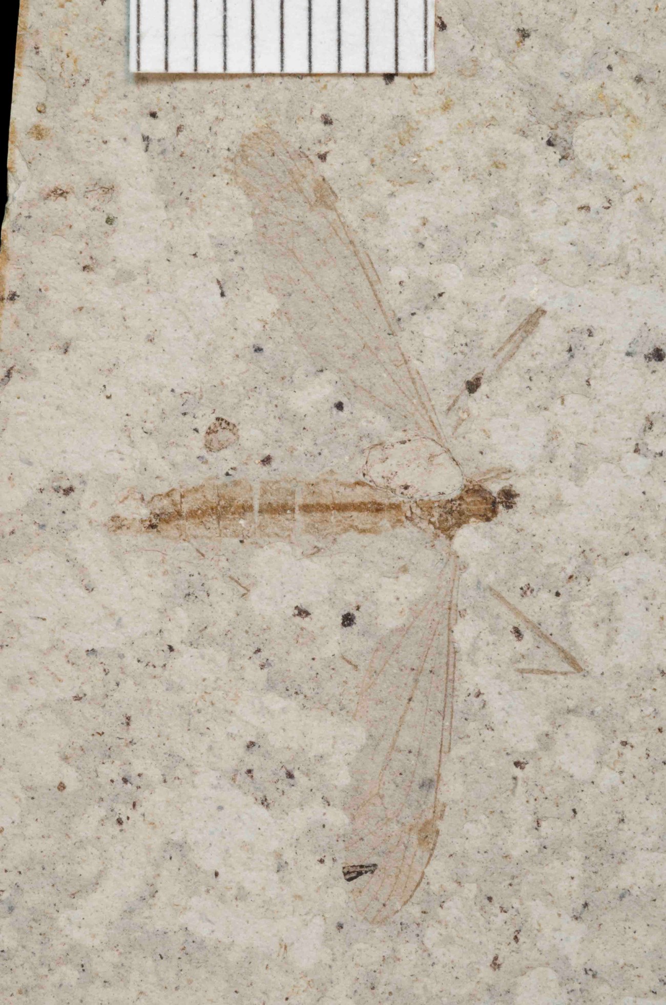 Photo of a fossil insect.