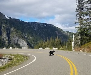 A black bear crossing a curving road.