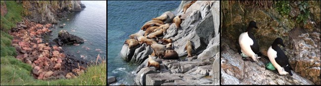 Collage of three pictures including walrus, sea lions, and common murres.
