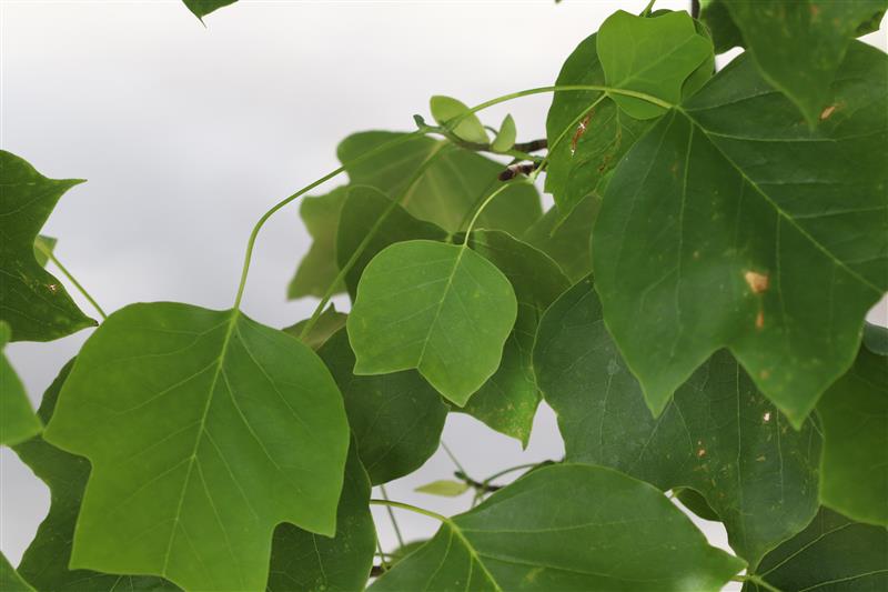 tuliptree leaves with lighter green coloration