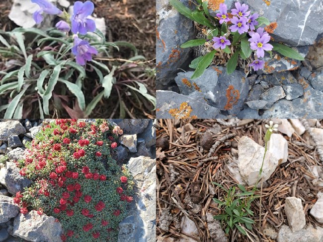Target high elevation plant species, clockwise from upper left: Pennel beardtongue, Nevada  primrose, Nachlinger catchfly, and Holmgren’s buckwheat
