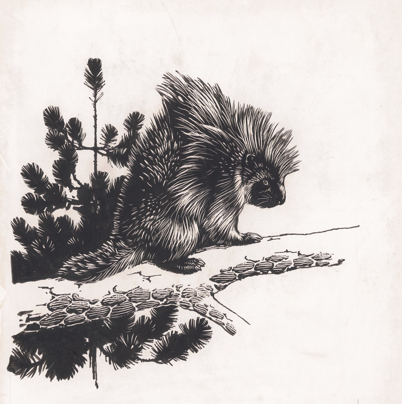 Pen-and-ink drawing of a porcupine on a tree branch