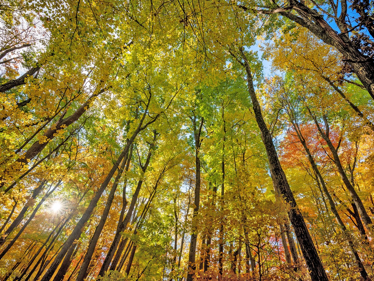 Looking up through a forest at colorful fall foliage punctuated by a sun star breaking through the canopy.