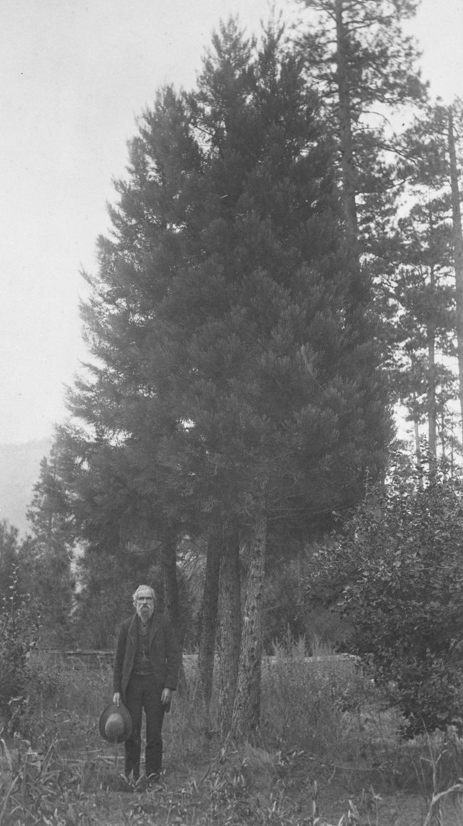 A man in a suit stands next to four young giant sequoias.