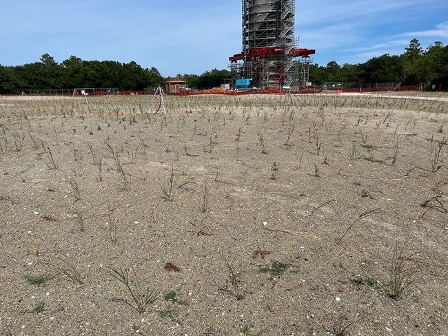 new plantings on the light station grounds