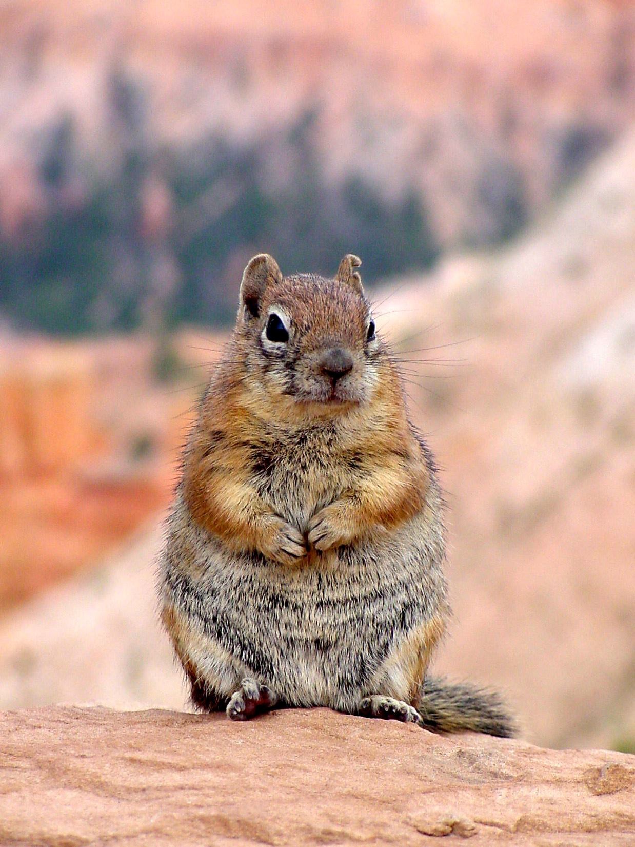 Chubby squirrel with orange and yellow arms and head and an ivory belly, sits on a red rock facing towards the camera.