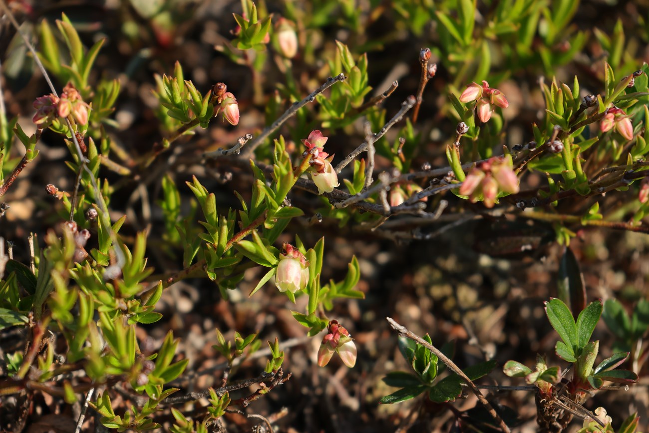 Close photo of a branches on a shrub with groups of small green leaves and blossoms with white and pink petals