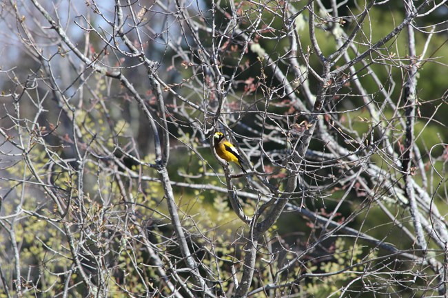 An Evening Grosbeak sits in a tree