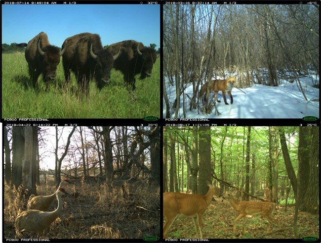Collage of four trail camera images showing wildlife