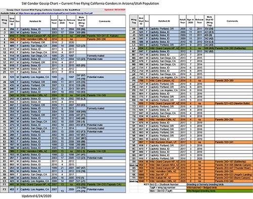 A table titled SW Condor Gossip Chart - Current Free Flying California Condors in Arizona/Utah Population; it features the current status and information for breeding, age, and location of condors.