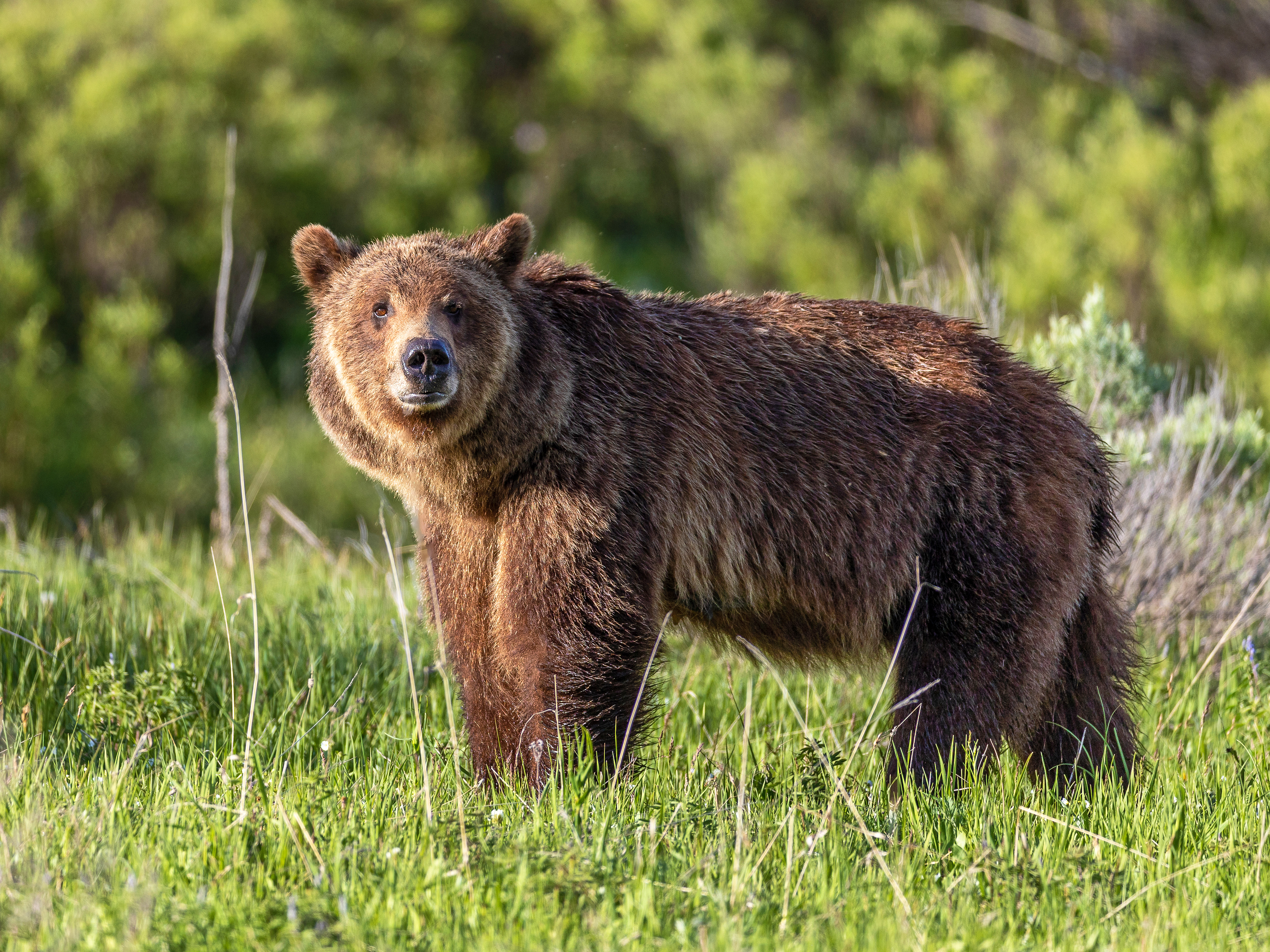 Close-up of a brown bear standing in the grass, looking roughly towards the camera, sniffing the air.
