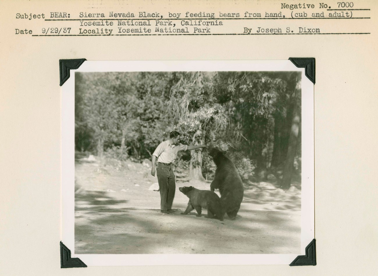 Black-and-white photo of a person crouching and holding out food to a black bear cub.