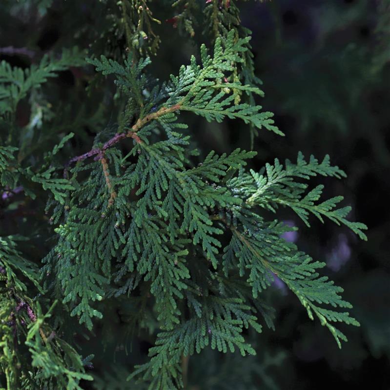 scaly evergreen leaves with reddish-brown bark