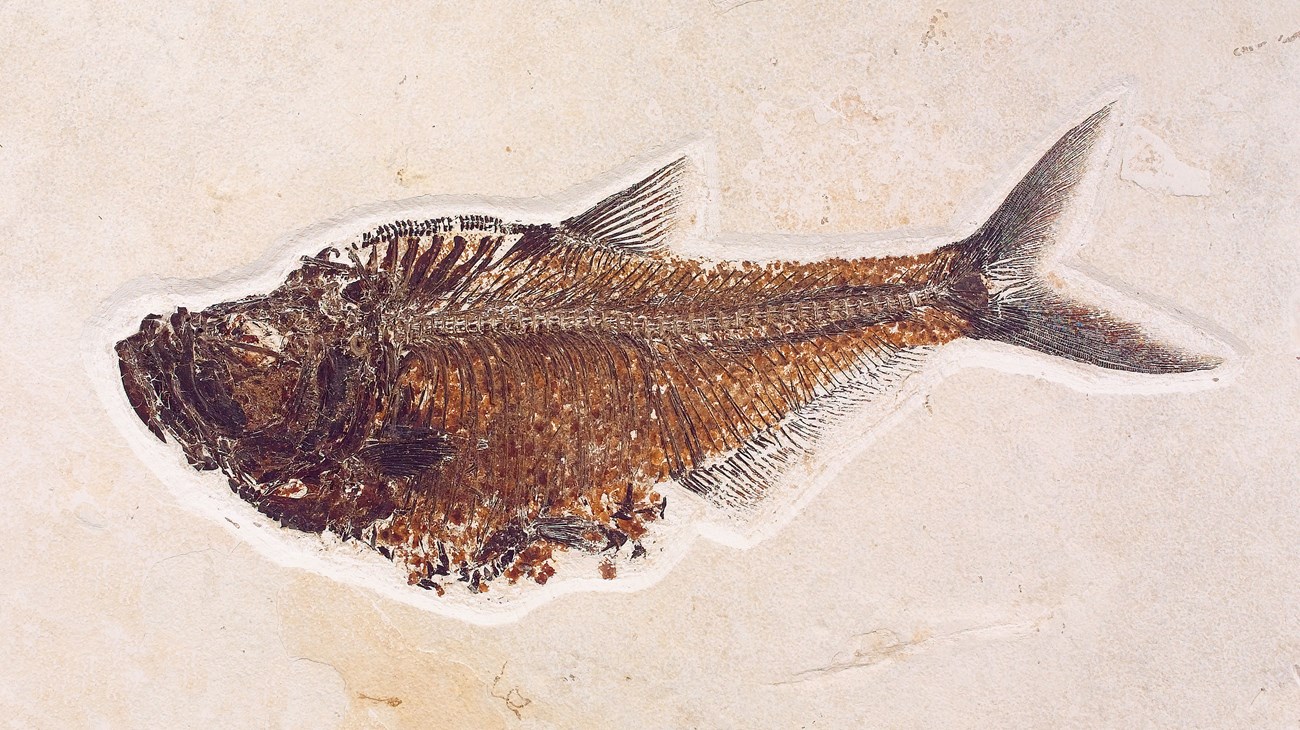 Photo of a fossil fish.