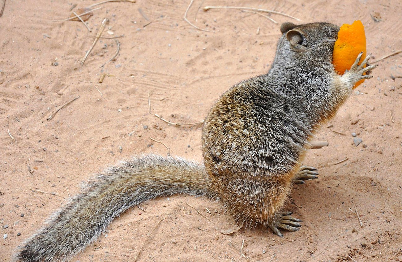 Squirrel holding an orange peel up to its face.