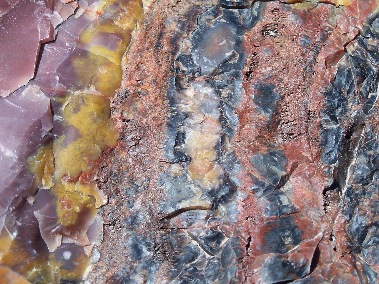 Close-up photo of redish colored petrified wood.